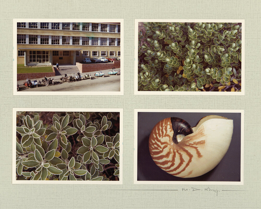 [Easterfield building; Still-lifes of flora and fauna; Shell]