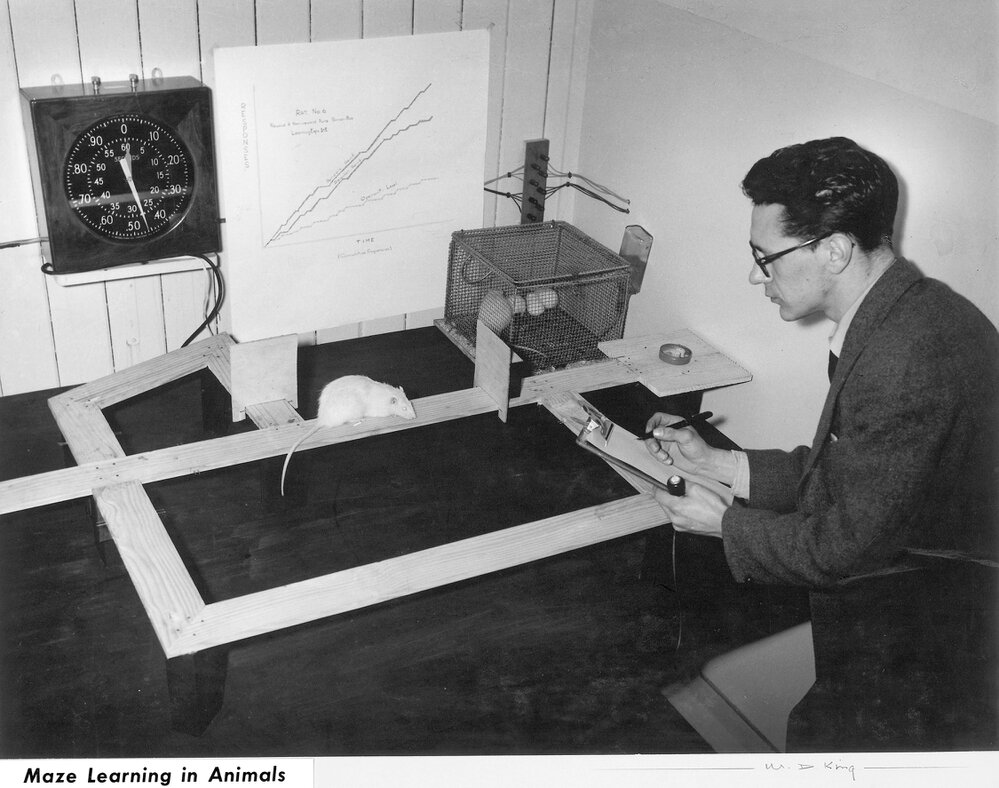 Maze Learning in Animals