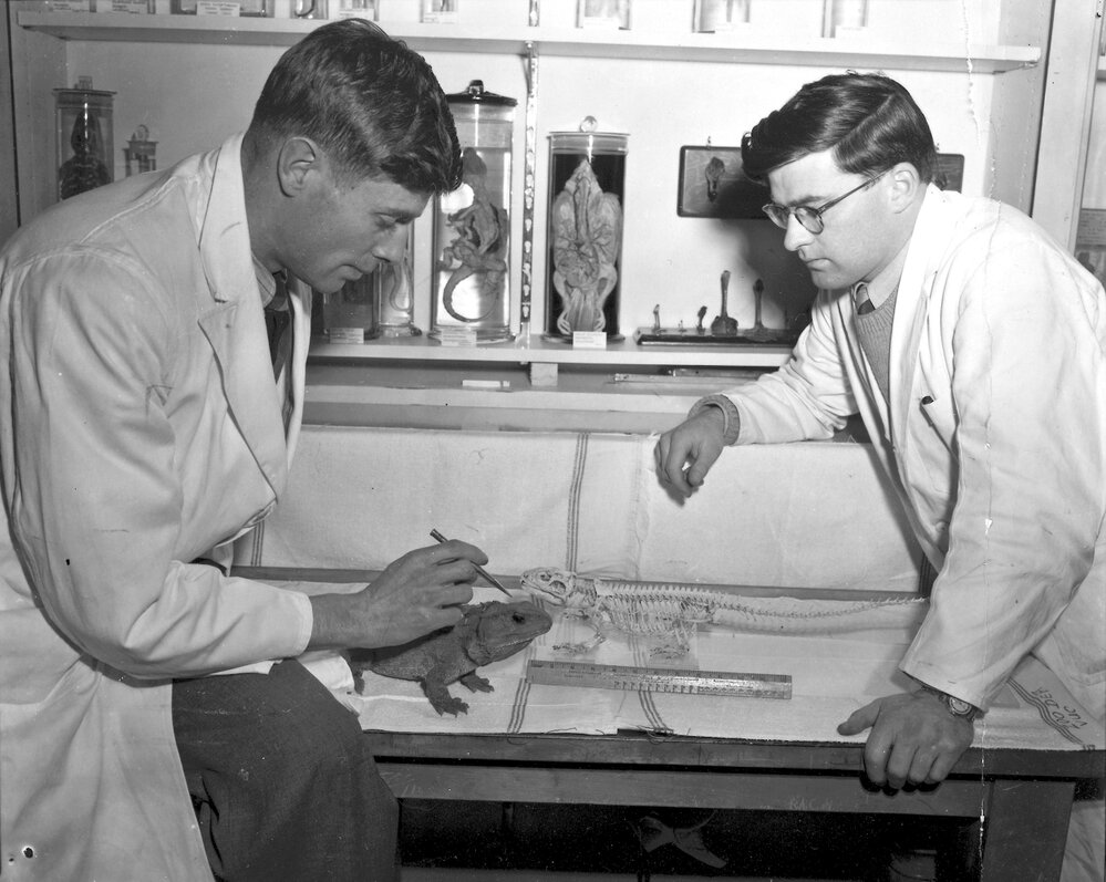 University Activities - Zoology - Tuatara