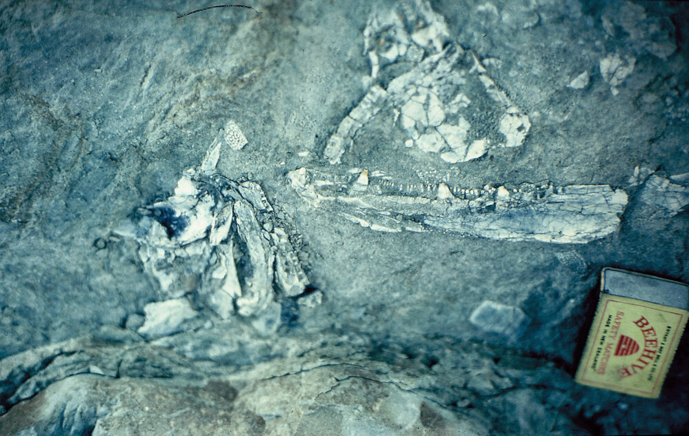 Fossil Crossopterygian (fish ancestral to amphibians and other land vertebrates) fish jawbone &ndash; Warren Range, Skelton Neve
