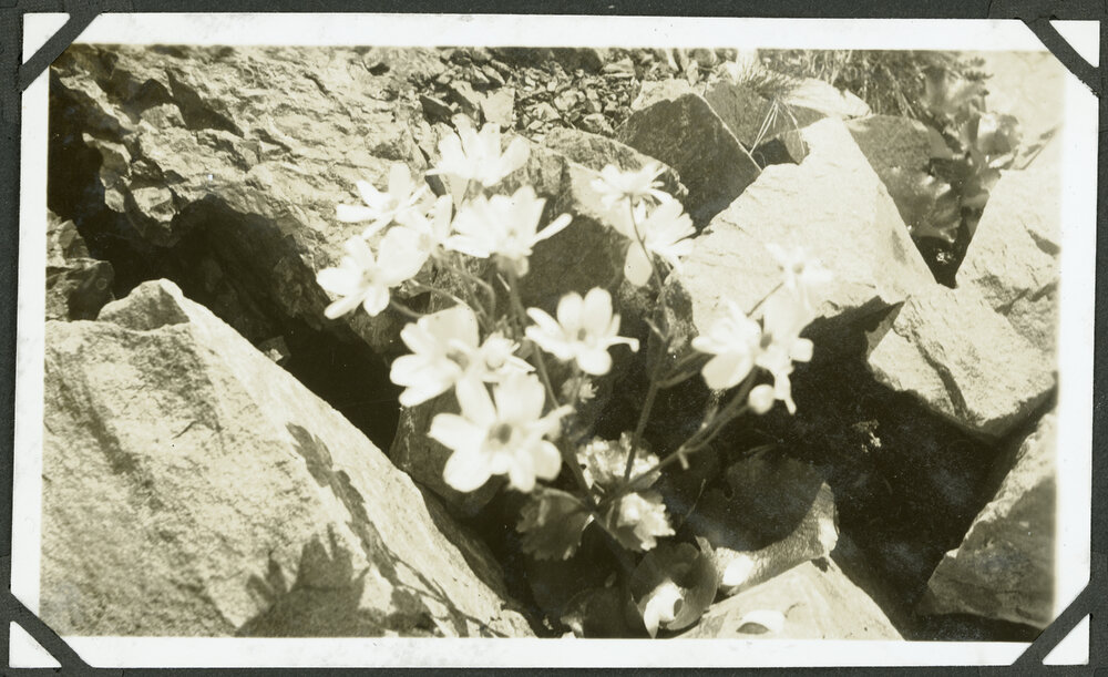 [Image of flowers.]