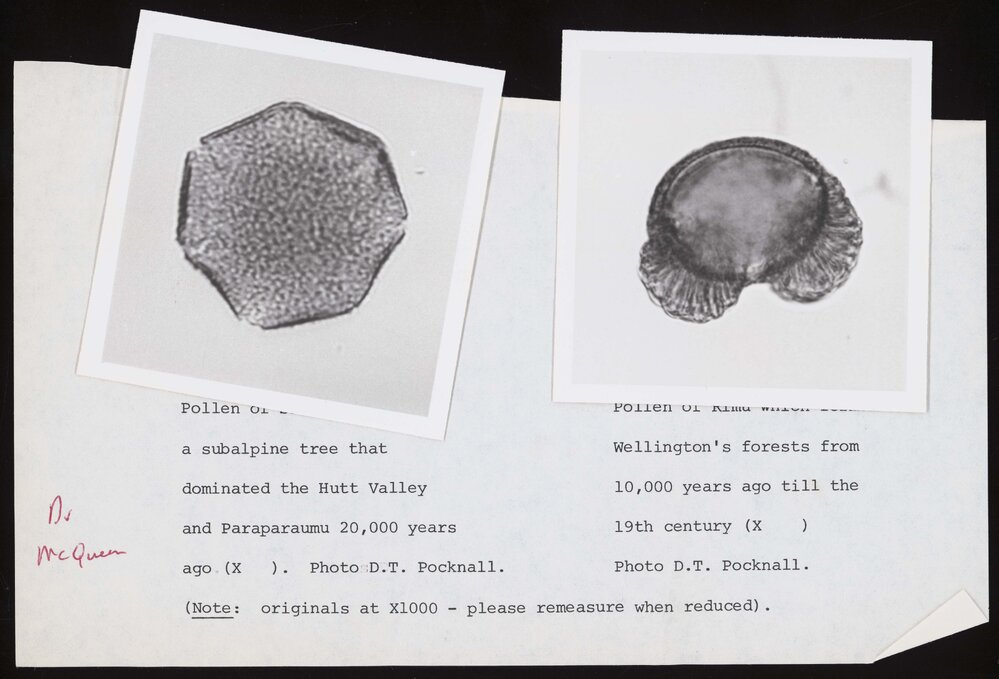 Photos of ancient pollen samples