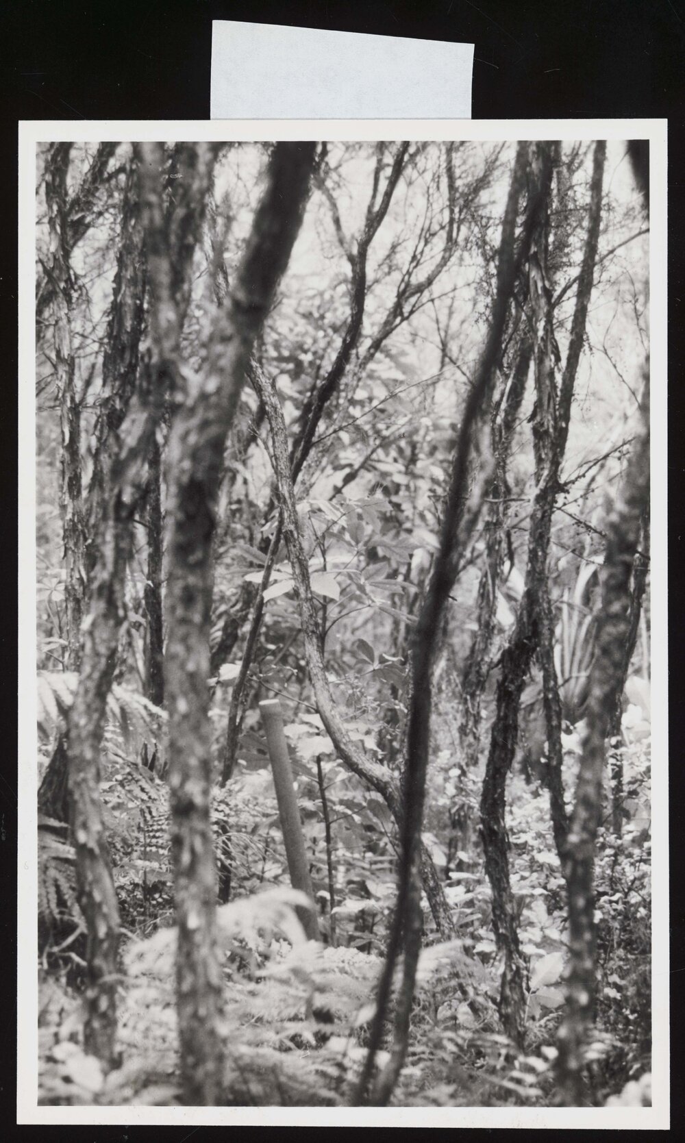 Manuka Scrub in Marlborough Sounds