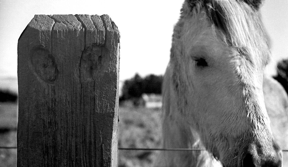 Pou and horse at Pāpāwai marae