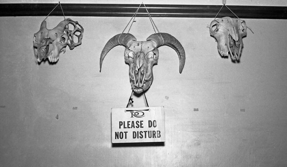 Animal skulls hanging in a room in Weir House