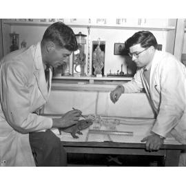 University Activities - Zoology - Tuatara