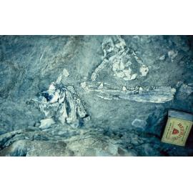 Fossil Crossopterygian (fish ancestral to amphibians and other land vertebrates) fish jawbone – Warren Range, Skelton Neve