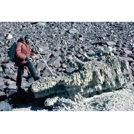 Trace fossil Scolithus burrows – Beacon Sst – dry valleys