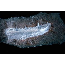 Cast of recovered Crossopteryrigian fish fossil jaw from Warren Range