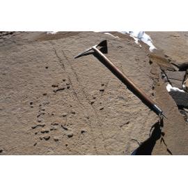 Worm trails on Shapeless