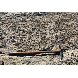 Worm borings on Plain Table Pk