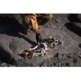 Seal remains on Bull Pass