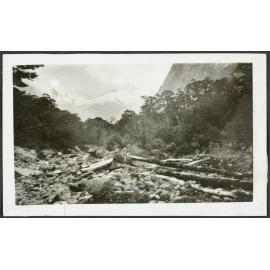 Lower down the Hollyford