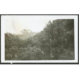 [Image of the forest and a mountain in the distance.]