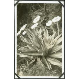 [Image of flowers.] Mt Cook Buttercup?