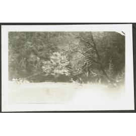 Timber!' Fuel for Xmas dinner