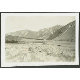 Waiou. Horses on St. James Station