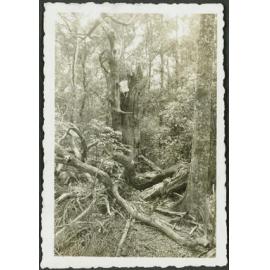 Typical N.Z. Bush scene