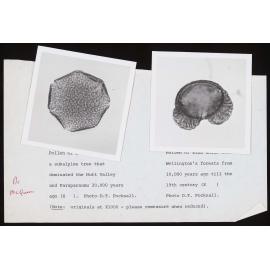 Photos of ancient pollen samples