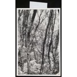 Manuka Scrub in Marlborough Sounds