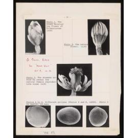 Six photos showing the development of a flower and three different pollens