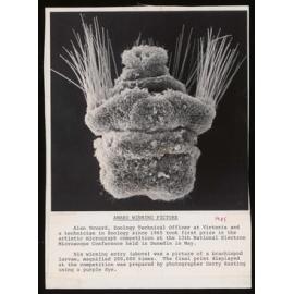 Micrograph of a brachiopod larvae by Alan Hoverd