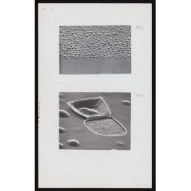 Radiation blisters on the surface of copper