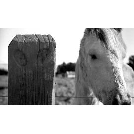 Pou and horse at Pāpāwai marae