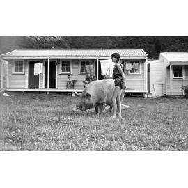 Camp pet pig at annual Student Congress at Curious Cove