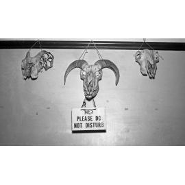 Animal skulls hanging in a room in Weir House